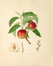The Elruge Nectarine