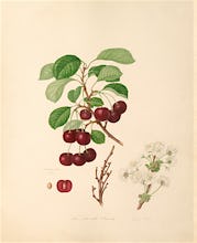 The Morello Cherry