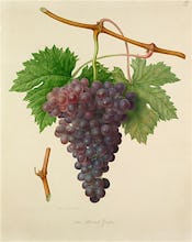 The Poonah Grape