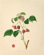 The Red Antwerp Raspberry