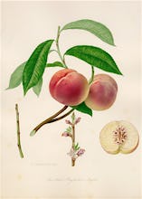 The Red Magdalene peach