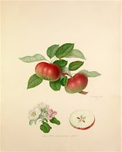 The Red Quarenden Apple