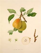 The White Buerre Pear