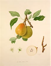The White Buerre Pear