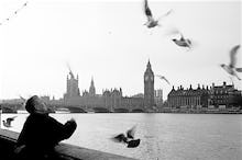 The gull feeder, River Thames