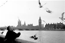 The gull feeder, River Thames