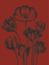 Tulip 9