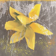 Tulip Fresco (yellow)