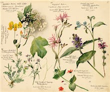 Wild Flowers Composite (Tunbridge Wells)