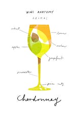 Wine Anatomy: Chardonnay