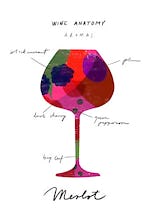 Wine Anatomy: Merlot