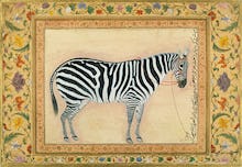 A zebra, 1621