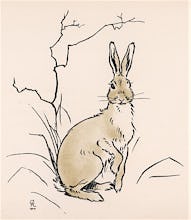 Alert Hare, 1902