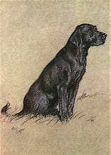 Black Labrador, 1928