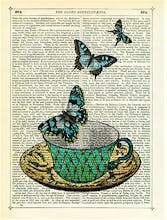 Butterfly Teal