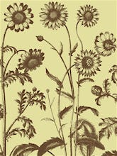 Chrysanthemum 4