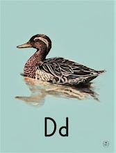 D is for duck