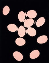 Eggs, 1982 (pink)