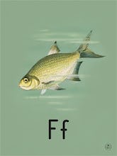 F is for fish