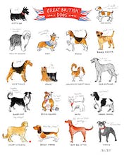 Great British Dogs