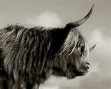Highland Cattle Study I