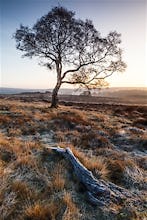Lone Tree, Derbyshire