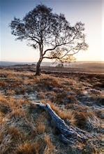 Lone Tree, Derbyshire