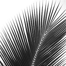 Palms 14 (detail)