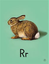 R is for rabbit