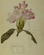 Rhododendron Walberswick, 1915
