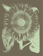 Sunflower 12