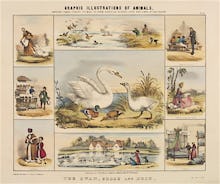 The Swan, Goose and Duck