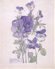 Wild Pansy and Wood Violet