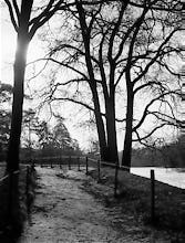 Winter Trees, Paris 1963
