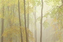 Woodland Mist IV