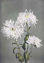 Chrysanthemum, from Some Japanese Flowers