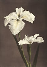 Iris Kmpferi, from Some Japanese Flowers
