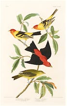 Louisiana Tanager and Scarlet Tanager