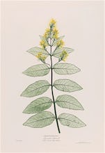 Lysimachia Vulgaris (Great Yellow Loose Strife), 1854