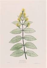 Lysimachia Vulgaris (Great Yellow Loose Strife), 1854