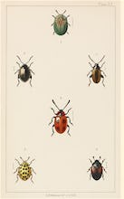 Plate XV 'British Beetles'