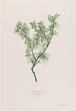 Ribes Alpinum (Mountain Currant), 1854