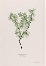 Ribes Alpinum (Mountain Currant), 1854