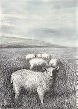 Sheep Grazing in Long Grass I