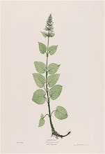 Stachys Sylvatica (Hedge Woundwort), 1854
