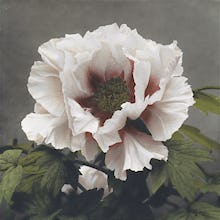 Tree Peony, from Some Japanese Flowers