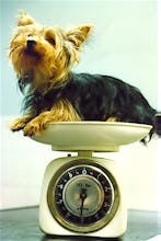 Yorkshire Terrier being weighed