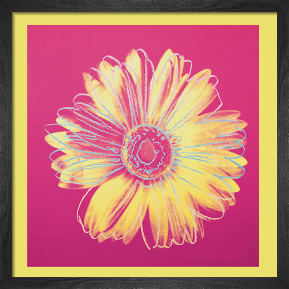 Daisy, c.1982 (fuchsia & yellow)