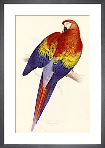 Red and Yellow Maccaw by Edward Lear