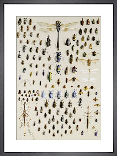 One Hundred and Fifty Insects, Dominated at the top by a Large Dragonfly by Marian Ellis Rowan